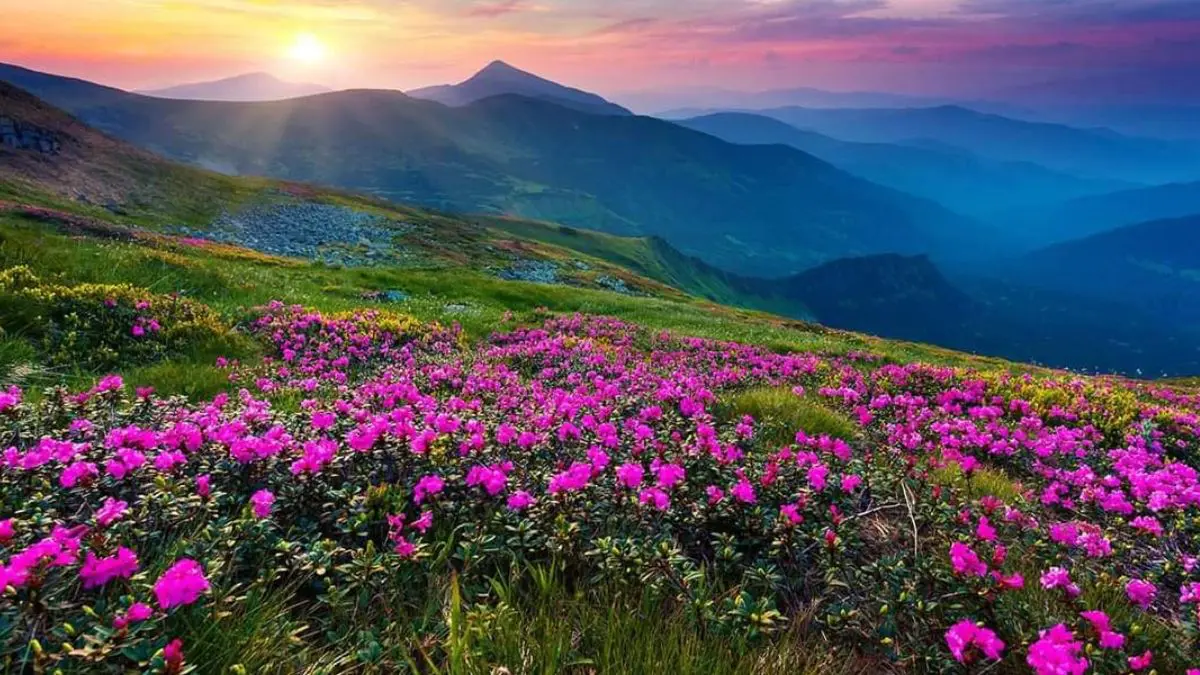 colourful flowers in Valley of Flowers